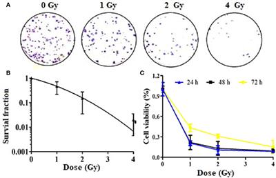 Effect of Carbon Ion Radiation Induces Bystander Effect on Metastasis of A549 Cells and Metabonomic Correlation Analysis